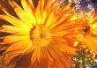 Vibrant flowers