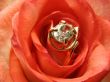 Rose with golden jewelry