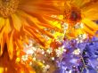 Vibrant flowers