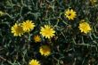 wild spring summer flowers