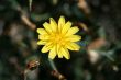 wild spring summer flowers