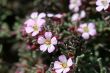 wild spring summer flowers