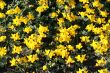wild spring summer flowers