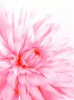 Rosy flower