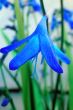 Blue flower