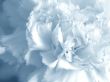 Fine blue-white flower