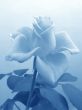 Soft blue rose