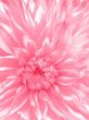 Rosy flower