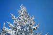 Fragment of snow-covered fir-tree