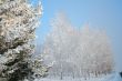 Snow-covered trees