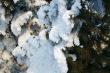 Snow-covered fir branch