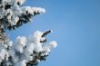 Snow-covered fir branch