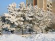 Snow-covered trees