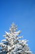 Fragment of snow-covered fir-tree