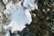 Snow-covered fir branch