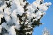 Snow-covered fir branch