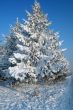 Snow-covered fir tree