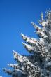 Fragment of snow-covered fir-tree