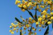 mimosa - beautiful yellow spring flowers