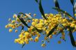 mimosa - beautiful yellow spring flowers