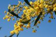 mimosa - beautiful yellow spring flowers