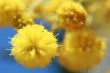 mimosa - beautiful yellow spring flowers
