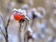 Frost