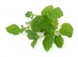 lemon balm on white