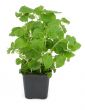lemon balm on white #3