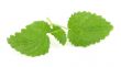 lemon balm on white