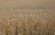 Cornfield