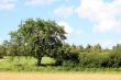 Tree With Hedge