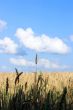 Wheaten