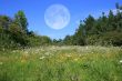 Meadow With Moon
