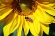 Sunflower with Bee