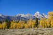 Grand Teton with autumn golden aspens