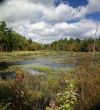 New England marsh & lily pond