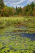 New England marsh & lily pond