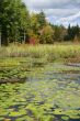 New England marsh & lily pond