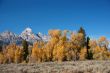 Grand Teton with autumn golden aspens