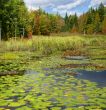 New England marsh & lily pond