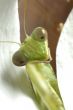 Mantis