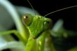 Mantis