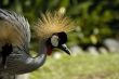 Queen bird