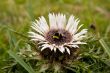 Bumble bee on the prickle flower