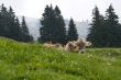 Swiss cow on the meadow
