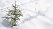 To small fur-tree in coldly winter.