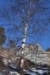 Altai Mountain with snow in