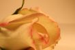 Valentines Day