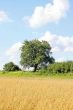 Tree in Summer